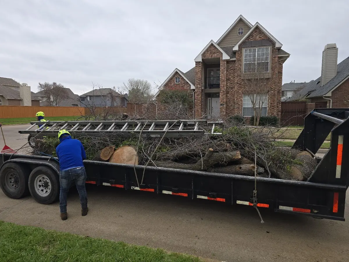 Expert Tree Removal with proper safety equipment in Hood